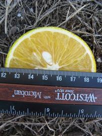              Fruit cross-section (Winter Haven, FL)       