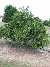            Habit (Winter Haven, FL)   