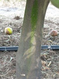            Bark (Winter Haven, FL)   