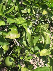              Sun leaves (Winter Haven, FL)       