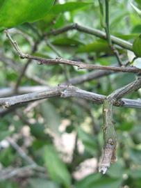              Second - third year twig (Winter Haven, FL)       