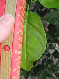              Unifoliolate leaf (Winter Haven, FL)       