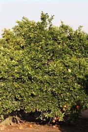            Habit (Riverside, CA)   