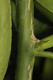            First year twig (Riverside, CA)   