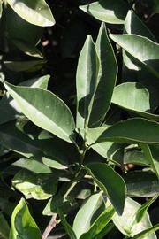              Sun leaves (Riverside, CA)       