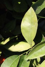              Unifoliolate leaf (Riverside, CA)       