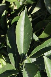              Unifoliolate leaf (Riverside, CA)       