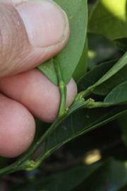              Petiole (Riverside, CA)       