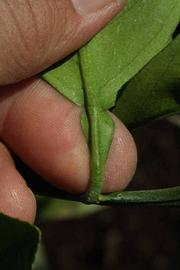              Petiole (Riverside, CA)       