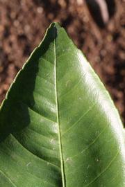              Margin (Riverside, CA)       