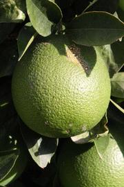            Immature fruit (Riverside, CA)   