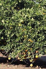            Habit (Riverside, CA)   