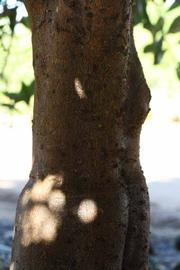              Bark (Riverside, CA)       