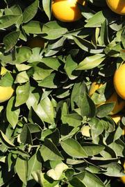            Sun leaves (Riverside, CA)   