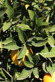            Sun leaves (Riverside, CA)   