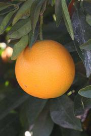            Fruit (Riverside, CA)   