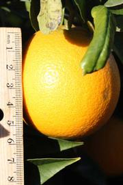            Fruit (Riverside, CA)   