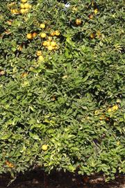             Habit (Precoce de Valence, Riverside, CA)   