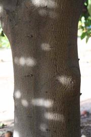                 Bark (Precoce de Valence, Riverside,   CA)       