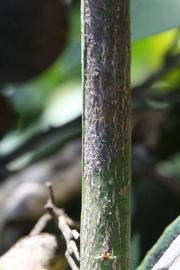                 Second - third year twig (Precoce de Valence,   Riverside, CA)       