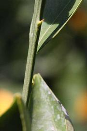                  First year twig (Precoce de Valence, Riverside, CA)       