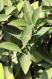               Sun leaves (Precoce de Valence, Riverside,   CA)   