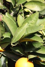               Sun leaves (Precoce de Valence, Riverside,   CA)   