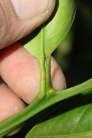               Petiole (Precoce de Valence, Riverside, CA)       