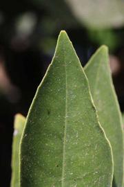               Margin (Precoce de Valence, Riverside, CA)       