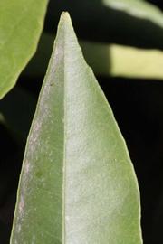               Margin (Precoce de Valence, Riverside, CA)       