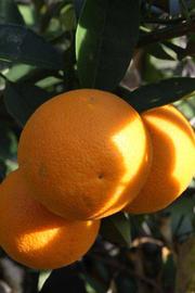                 Fruit (Precoce de Valence, Riverside,   CA)       