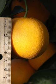                 Fruit (Precoce de Valence, Riverside,   CA)       