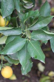              Sun leaves (Prior, Riverside,   CA)   