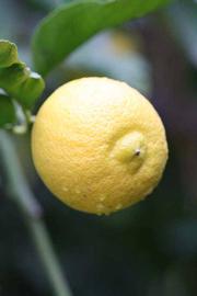                Fruit (Prior, Riverside,   CA)       