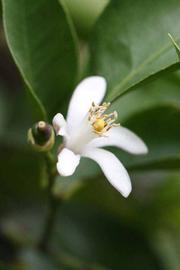                Flower (Prior, Riverside,   CA)       