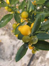            Fruit (Winter Haven, FL)   