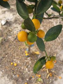            Fruit (Winter Haven, FL)   