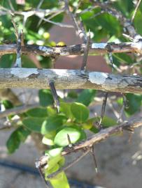             Shade leaves (Winter Haven, FL)       