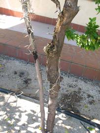            Bark (Winter Haven, FL)      