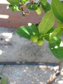              Shade leaves (Winter Haven, FL)       