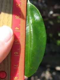              Unifoliolate leaf (Winter Haven, FL)       