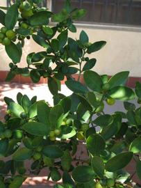              Shade leaves (Winter Haven, FL)       