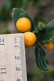                     Fruit of procimequat (Riverside, CA)       