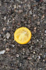                    Fruit cross-section of procimequat (Riverside, CA)       