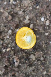            Fruit cross-section (Riverside, CA)   