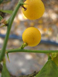            Fruit (Winter Haven, FL)   