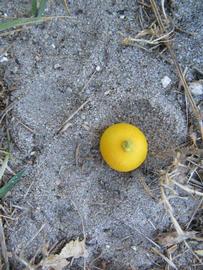            Fruit (Winter Haven, FL)   