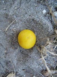            Fruit (Winter Haven, FL)   