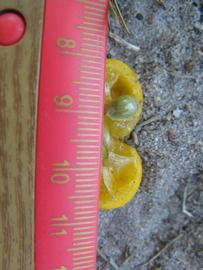            Fruit cross-section (Winter Haven, FL)   