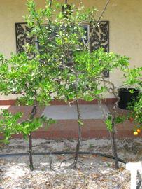            Habit (Winter Haven, FL)   